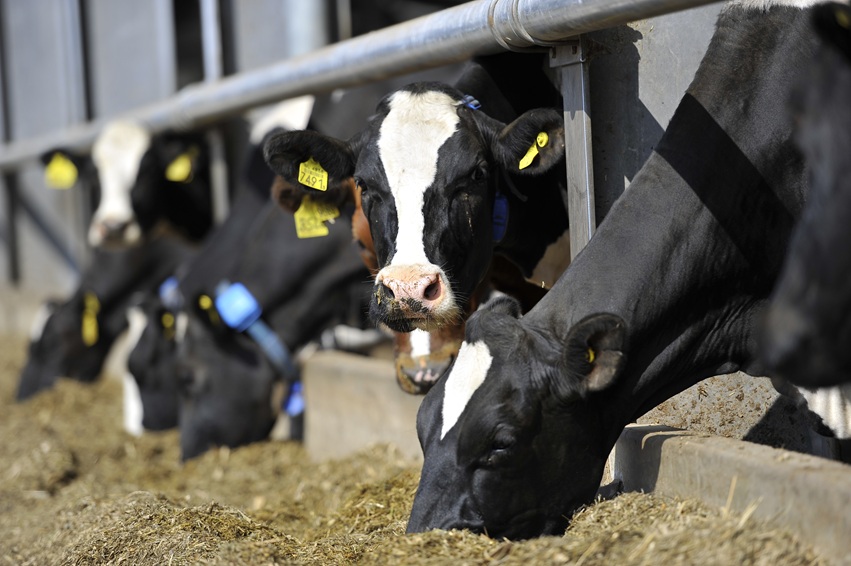 Dairy cows at the feed barrier of a cubicle house