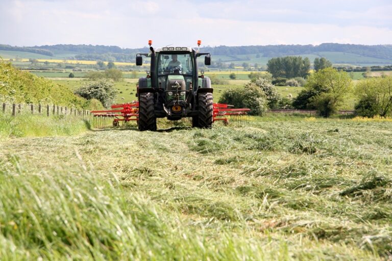 Silage cut in the field