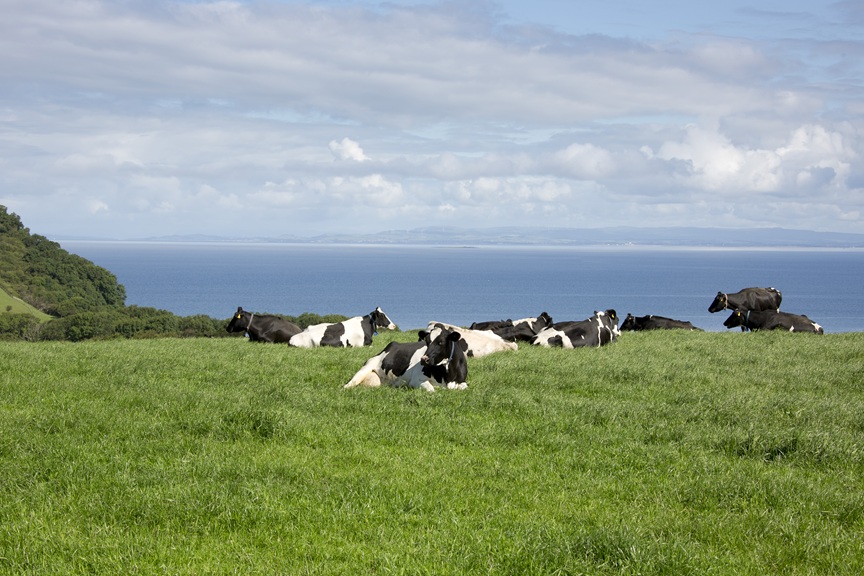 lying cows in a farm field