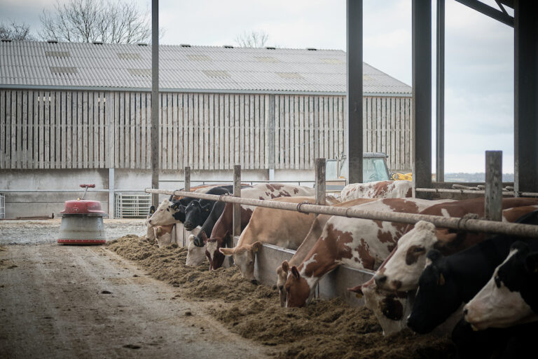 Image of cows eating ration indoors