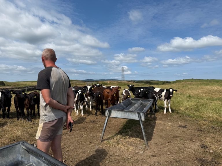 Donald Armstrong stood in field with calves