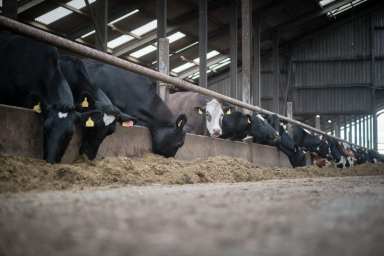 Cows eating forage indoors