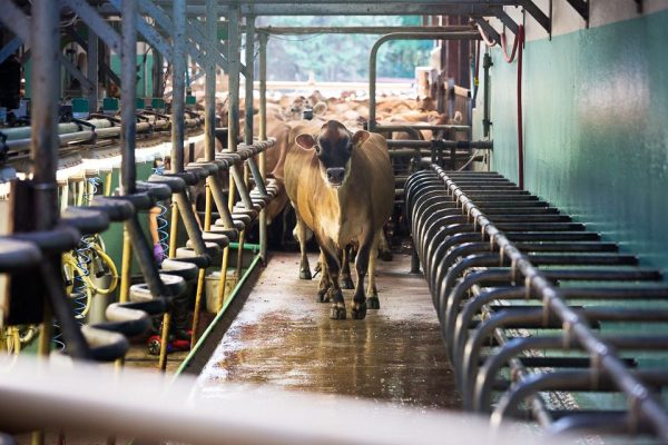 Brades Farm cows in the parlour Brades Farm cows in the parlour