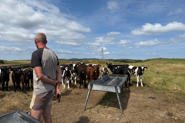 Donald Armstrong with calves Donald Armstrong with calves