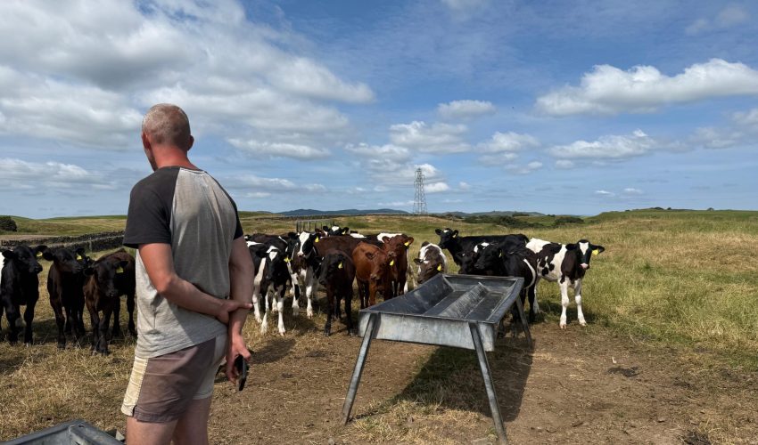 Donald Armstrong with calves
