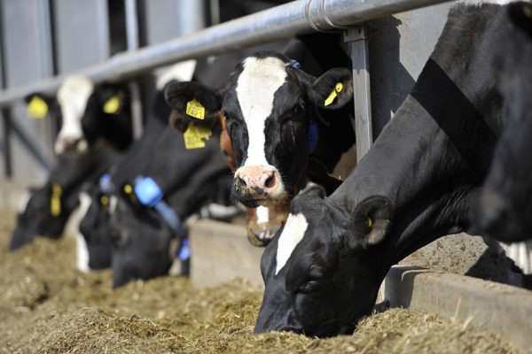 Dairy cows at the feed barrier of a cubicle house. Dairy cows at the feed barrier of a cubicle house.