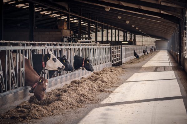 Knott Oak Dairy – 5th Sept 2023 – 0002 Cows indoor eating total mixed rations