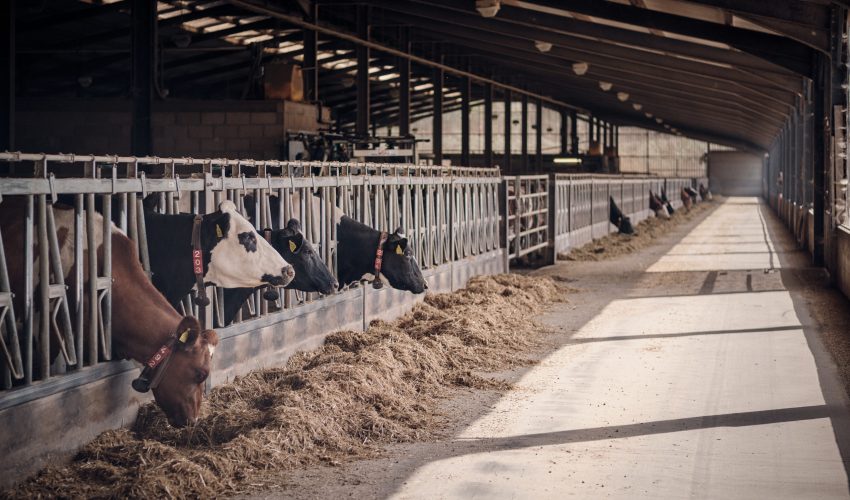 Cows indoor eating total mixed rations