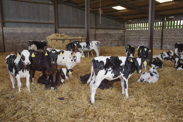 Dairy calves in a straw yard. Dairy calves in a straw yard.