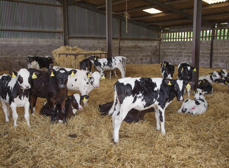 Dairy calves in a straw yard.