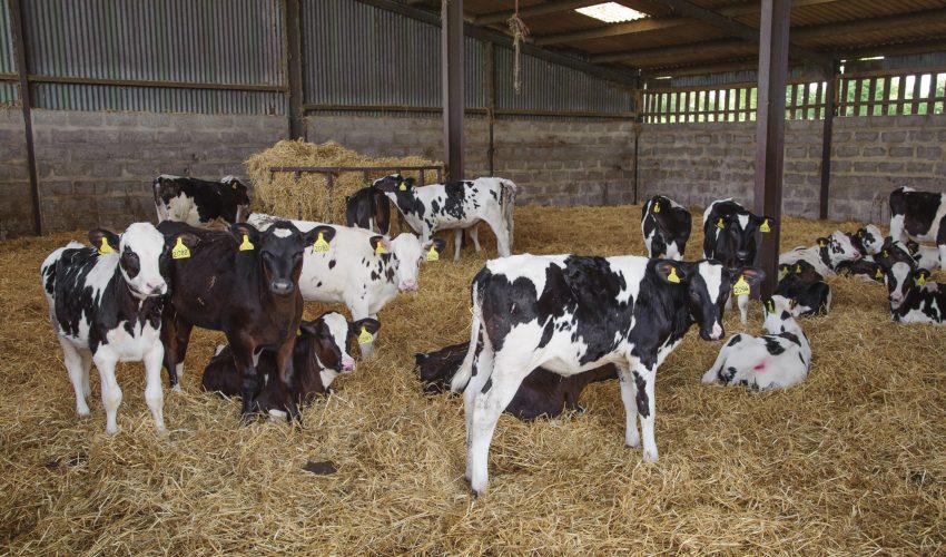 Dairy calves in a straw yard. Dairy calves in a straw yard.