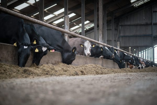 Cows eating forage indoors