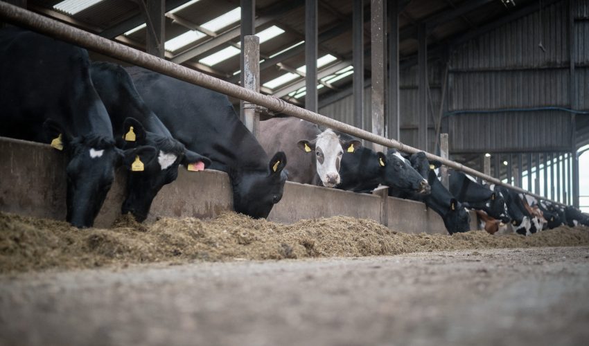 Cows eating forage indoors