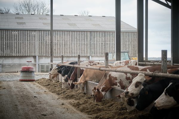 Sychpant Farm – March 26th 2025 – 0162 Image of cows eating ration indoors