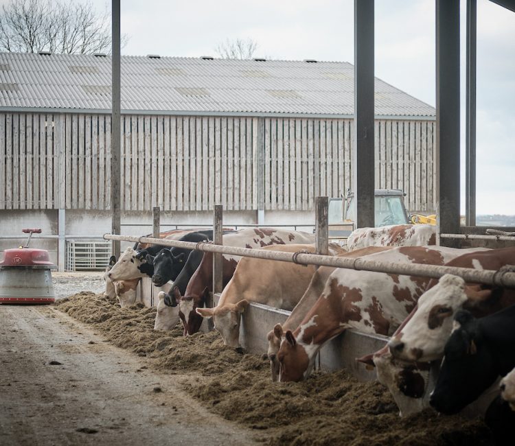 Image of cows eating ration indoors