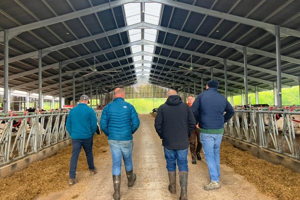 4 people walking away from the camera in a cow shed