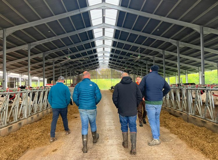 4 people walking away from the camera in a cow shed