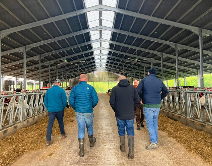 4 people walking away from the camera in a cow shed