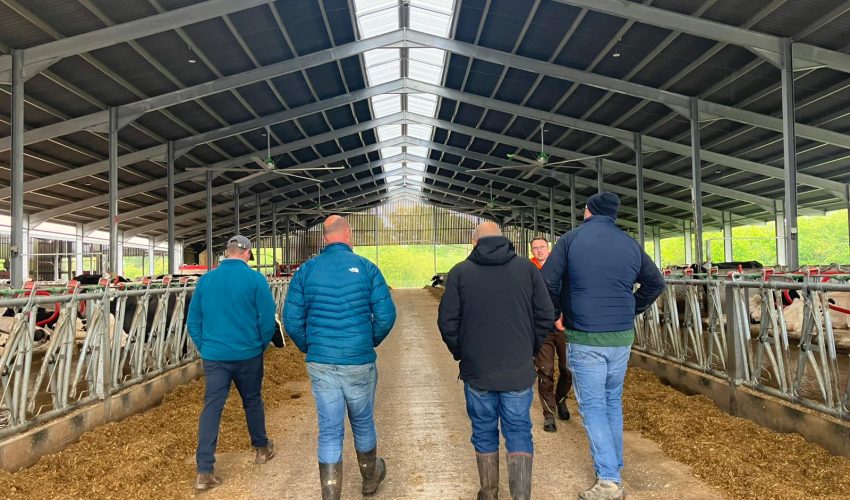 4 people walking away from the camera in a cow shed